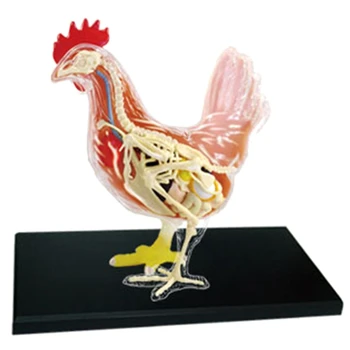Красно-белая курица 4D Мастер Головоломка Сборка Игрушка Биология животных Орган Анатомическая модель Анатомия Анатомия