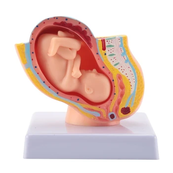 Беременность человека Развитие плода 9-й месяц Эмбриональная модель таза Плод Плод Анатомия беременности Модель плаценты