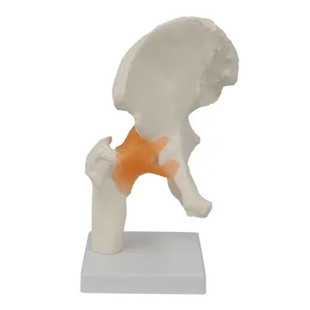 Модель тазобедренного сустава Модель кости из ПВХ Анатомическая модель скелета тазобедренного сустава человека со связками Медицинская наука